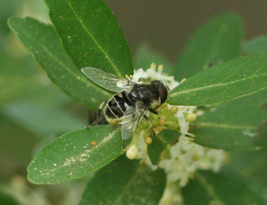 black-shouldered drone fly on yaupon holly